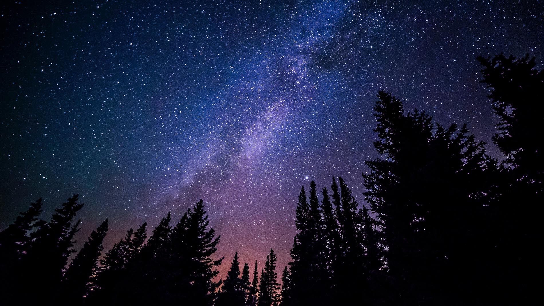 ciel étoile au dessus de sapin