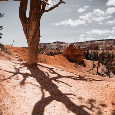 arbre dans le désert