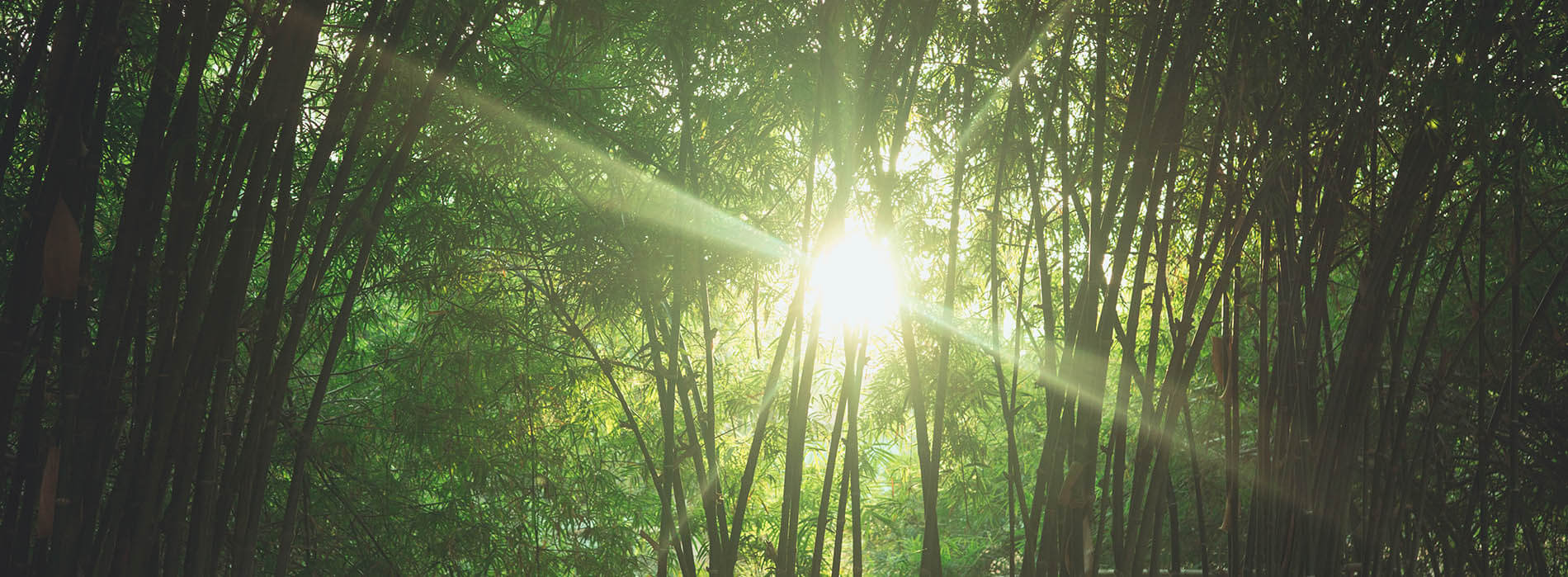 foret de bambou et rayon du soleil
