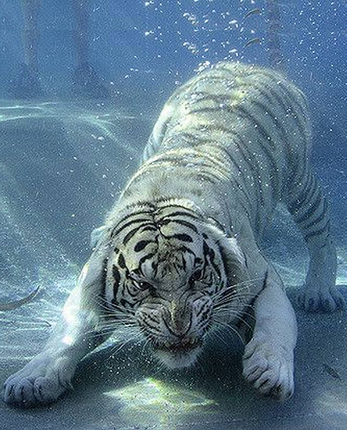 tigre blanc rugissant sous l'eau