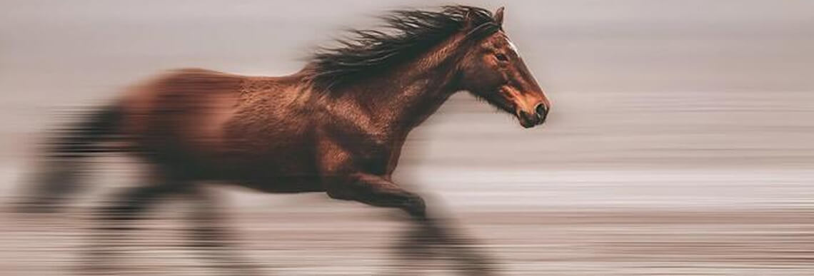 cheval-astrologie-juin